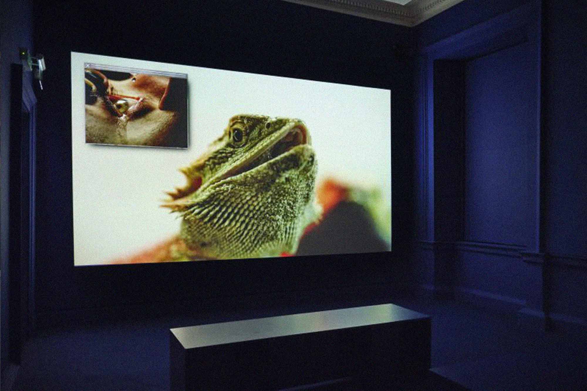 Interior installation photograph inside a darkened gallery room with a bench in front of a screen. A video installation showing a lizard and a human eye is being played on screen